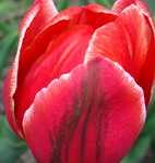 фото каталог луковичных цветов - тюльпанов