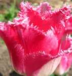 выращивание и продажа тюльпанов